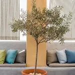 Argonauta ホテル